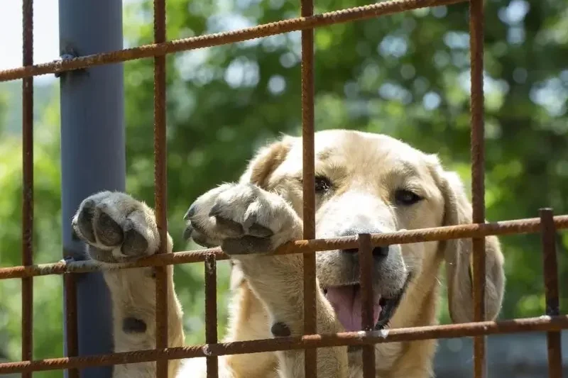 Dog shelters are more than just facilities; they are sanctuaries that offer hope, care, and a second chance to dogs in need.